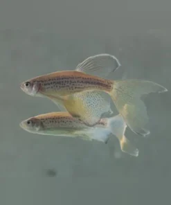 Longfin Leopard Danio