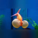 Red and White Bubble Eye Goldfish