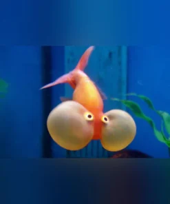 Red and White Bubble Eye Goldfish