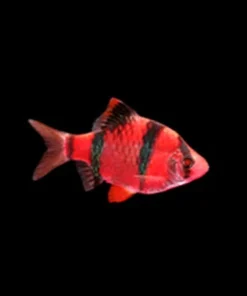 Starfire Red Glo Barb
