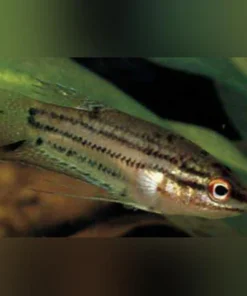 Sparkling Gourami