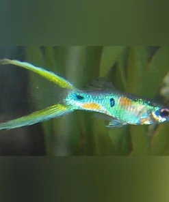 Green Lyretail Guppy (Pair)