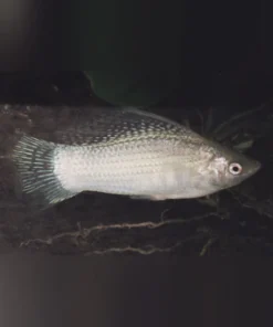 Platinum Sailfin Molly (Pair)