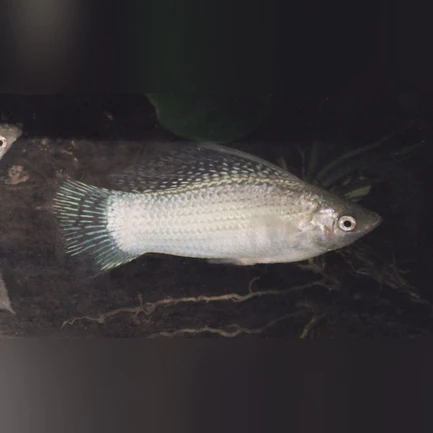 Platinum Sailfin Molly (Pair)
