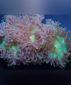 Elegance Coral
