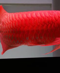 Super Red Arowana