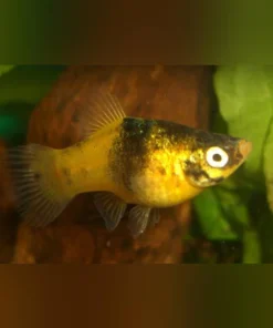 Bumblebee Platy