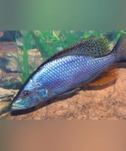Compressiceps Cichlid