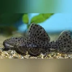 L-160 Spotted Cactus Pleco