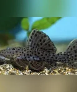 L-160 Spotted Cactus Pleco