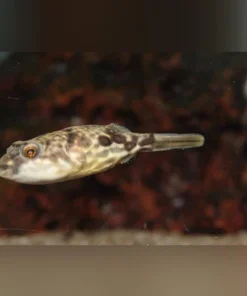 Fahaka Puffer