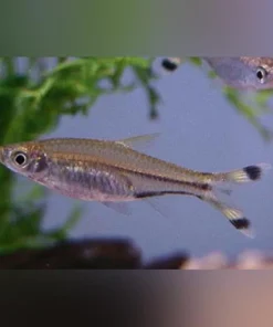 Scissortail Rasbora