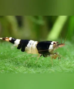 Crystal Black Shrimp