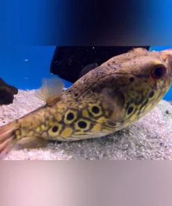 Dragon Puffer