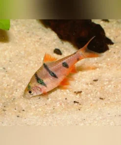 Penta (Hexazon) Barb