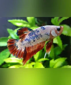 Koi Betta Roundtail