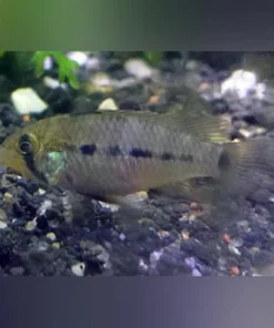 Apistogramma Macmasteri Dwarf Cichlid