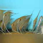 Leopoldi Angelfish