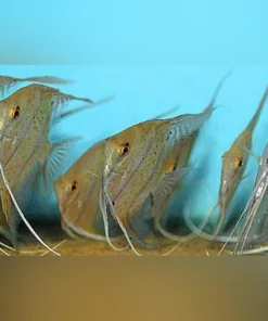 Leopoldi Angelfish