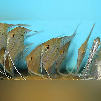 Leopoldi Angelfish