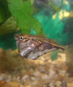 Marble Hatchetfish