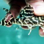 L-129 False Zebra Pleco