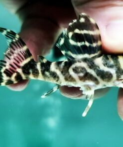 L-129 False Zebra Pleco