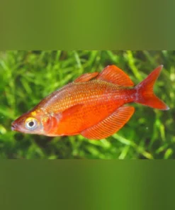 Red Rainbowfish