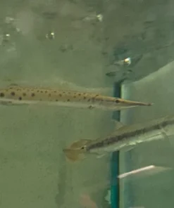 Marbled Gar
