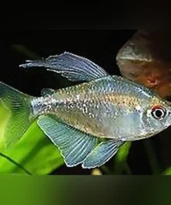 Diamond Tetra