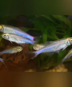 Blue King Tetra