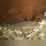 Pitbull Pleco
