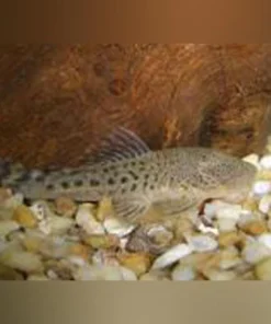 Pitbull Pleco