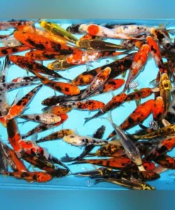 Assorted Butterfly Koi - 5" - 6" (Lot of 4)