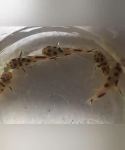Dwarf Polli Catfish
