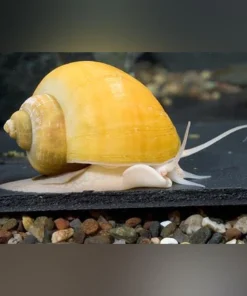 Golden Mystery Snail