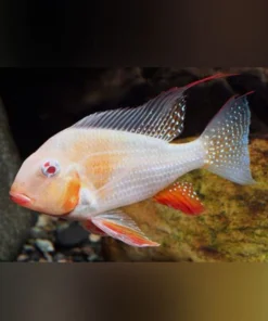 Albino Threadfin Geophagus