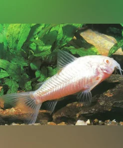 Albino Aeneus Cory