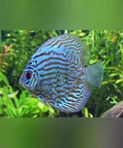 Blue Turquoise Discus