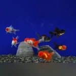 Assorted Oranda Goldfish (Lot of 4)