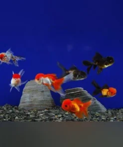 Assorted Oranda Goldfish (Lot of 4)