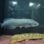 African Arowana Fish