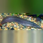 Peacock Eel