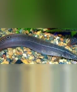 Peacock Eel