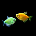 Assorted Glo Tetra 6 Pack