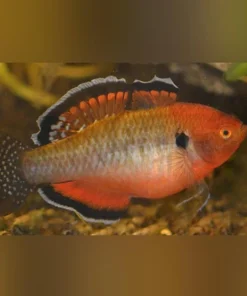 Empire Gudgeon Goby