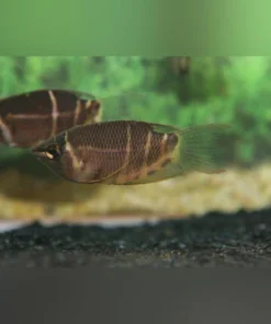 Chocolate Gourami