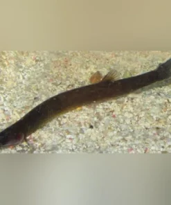 Black Kuhli Loach