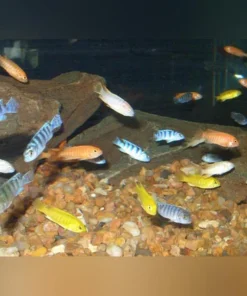 African Cichlid Assortment (Lot of 4)