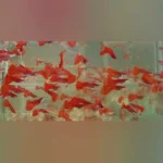 Albino Red Fire Guppy (Pair)